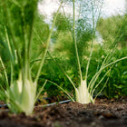 Florence fennel plants growing in a garden bed with pale green bulbs and feathery green fronds.