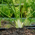 Florence fennel plants with pale green bulbs and feathery fronds growing in a garden bed with drip irrigation.