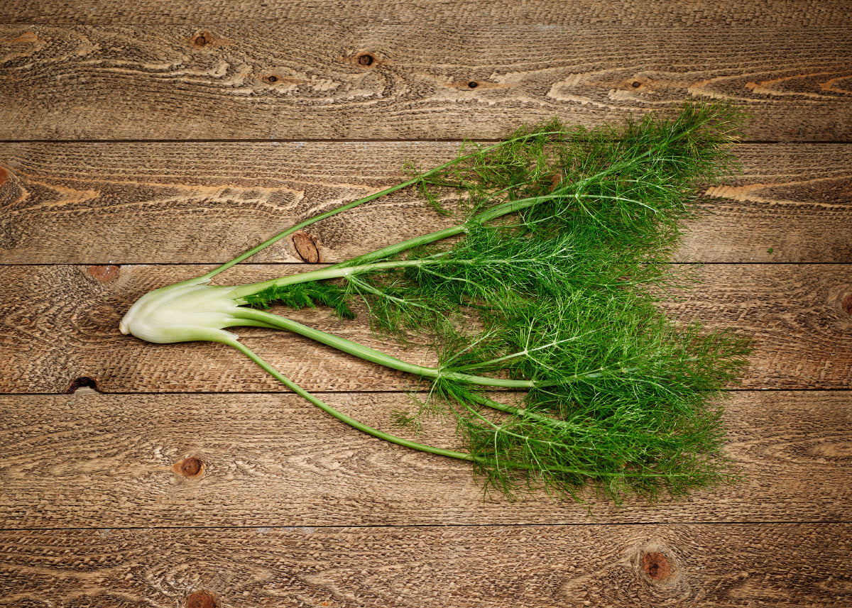 Florence - Fennel Seeds - Organic