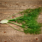 Fresh Florence fennel bulb with feathery green fronds laid flat on a rustic brown wooden surface.