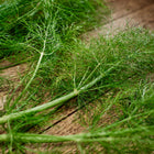 Fresh green Florence fennel fronds and stalks resting on a rustic wooden surface.