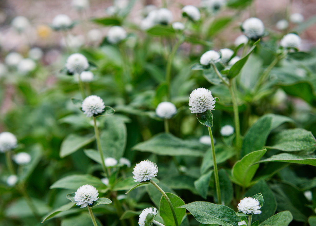 Flower Seeds_Gomphrena_Audray White_Bucktown Seed Company-03
