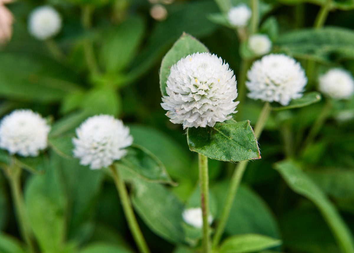 Flower Seeds_Gomphrena_Audray White_Bucktown Seed Company-02
