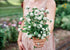 Flower Seeds_Gomphrena_Audray White_Bucktown Seed Company-01