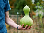 Person holding a fresh, green Birdhouse gourd with a rounded body and narrow neck in a garden setting.