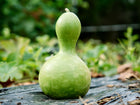 A single green Birdhouse gourd with a rounded body and narrow neck resting on black landscape fabric in a garden.
