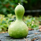 A single green Birdhouse gourd with a rounded body and narrow neck resting on black landscape fabric in a garden.