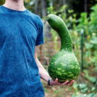 A person holding a large, green, speckled Speckled Swan gourd with a long neck in a garden setting.