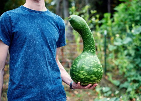 Gourd_Speckled-Swan_Seeds_002