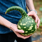 Hands holding a green Speckled Swan gourd with a long curved neck and white speckled skin.