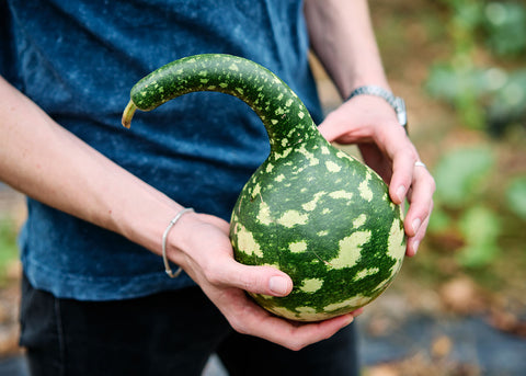 Gourd_Speckled-Swan_Seeds_001