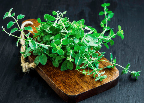 Italian - Oregano Seeds