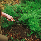 Person using a Barebones Japanese Weeding Hoe with a walnut handle to weed a garden bed of green herbs.