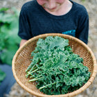 Person holding a woven basket filled with freshly harvested, ruffled Blue Curled Scotch kale leaves.