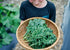 Heirloom Seeds_Blue Curled Scotch Kale Seeds_Bucktown Seed Company-01