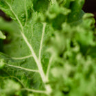 Close-up of a Blue Curled Scotch kale leaf with ruffled, blue-green edges and dew drops on the veins.
