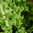 Close-up of deeply curled, blue-green Blue Curled Scotch kale leaves with a ruffled, textured surface.