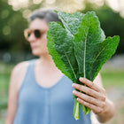 Person holding a bunch of dark green, quilted Lacinato kale leaves in a garden setting.