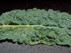 Close-up of a blue-green, quilted Lacinato kale leaf covered in glistening water droplets.
