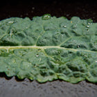 Close-up of a blue-green, quilted Lacinato kale leaf covered in glistening water droplets.