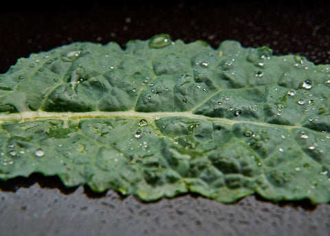 Heirloom Seeds_Kale Lacinato_Bucktown Seed Company-01