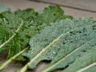 Dew-covered Lacinato kale leaves with quilted, blue-green texture resting on a wooden surface.