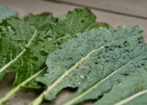 Heirloom Seeds_Kale Lacinato_Bucktown Seed Company-03