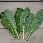 Freshly harvested Lacinato kale leaves with water droplets arranged on a grey wooden surface.