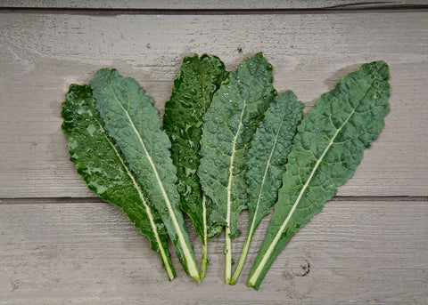 Heirloom Seeds_Kale Lacinato_Bucktown Seed Company-02