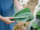 Person holding a bunch of freshly harvested blue-green, quilted Lacinato kale leaves in a garden.