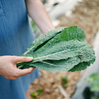 Person holding a bunch of freshly harvested blue-green, quilted Lacinato kale leaves in a garden.