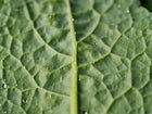 Close-up of a blue-green Lacinato kale leaf with a prominent central vein and water droplets on its quilted texture.