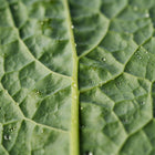 Close-up of a blue-green Lacinato kale leaf with a prominent central vein and water droplets on its quilted texture.