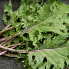 Freshly harvested Red Russian kale leaves with frilled edges, purple-red stems, and water droplets on a dark surface.