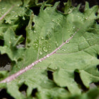 Dew-covered Red Russian kale leaf with frilled edges and a purple-red stem.