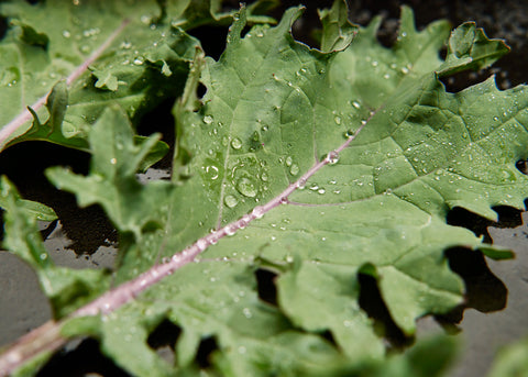 Heirloom Seeds_Kale Red Russian_Bucktown Seed Company-01