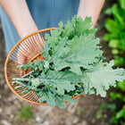 Hands holding a bamboo basket filled with freshly harvested Red Russian kale leaves with purple-red stems.