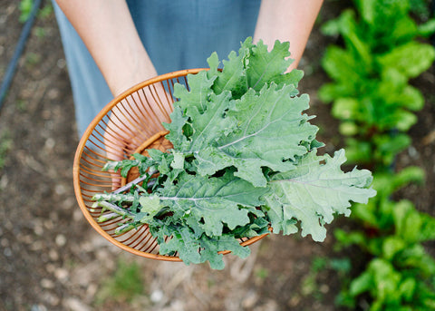 Heirloom Seeds_Kale Red Russian_Bucktown Seed Company-06