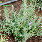 Young Lavender plant with silver-green foliage and small purple flower spikes growing in garden soil.