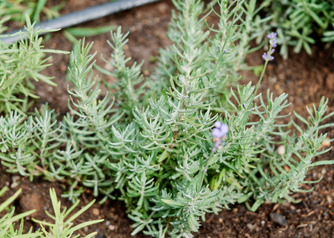 Heirloom Seeds_Lavender Munstead_Bucktown Seed Company_02