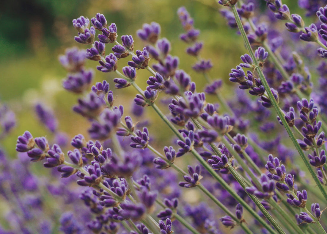 Heirloom Seeds_Lavender Munstead_Bucktown Seed Company_01