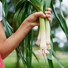 Hand holding freshly harvested American Flag leeks with long white stems and blue-green leaves.