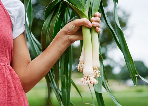 Heirloom Seeds_Leeks American Flag_Bucktown Seed Company-02