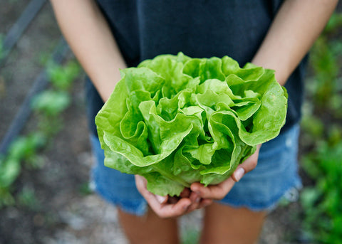 Heirloom Seeds_Lettuce Big Boston_Bucktown Seed Company-06