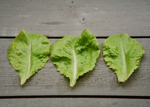 Heirloom Seeds_Lettuce Big Boston_Bucktown Seed Company-02