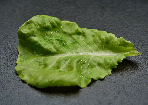 Heirloom Seeds_Lettuce Big Boston_Bucktown Seed Company-01