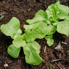 Young Black Seeded Simpson lettuce plants with ruffled, chartreuse leaves covered in dew drops in dark soil.