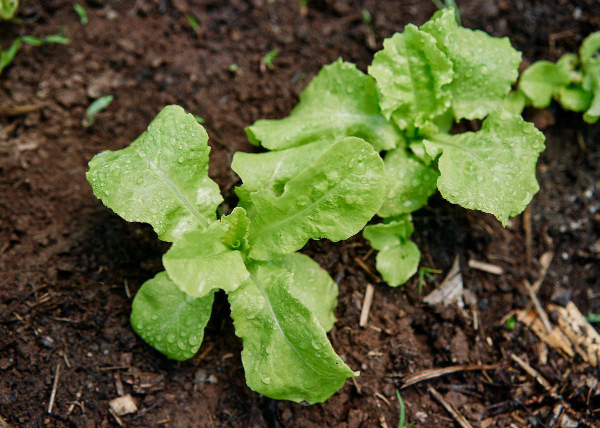Black Seeded Simpson Organic Lettuce Seed Bucktown Seed Company