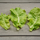 Three fresh, ruffled chartreuse Black Seeded Simpson lettuce leaves laid flat on a weathered gray wooden surface.