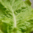 Close-up of a ruffled, chartreuse Black Seeded Simpson lettuce leaf with water droplets on a wooden surface.